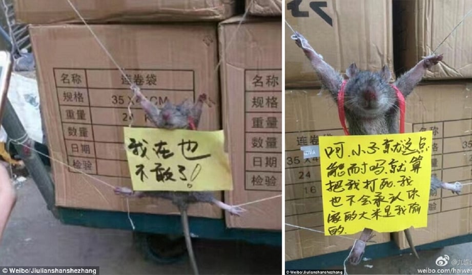 Image result for tikus dimalukan