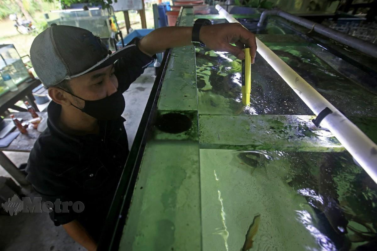 ZULFADLY memeriksa kualiti air tadahan akuarium yang menempatkan ikan kelah di Tebat Sanctuary, Kampung Simpang Gelami, baru-baru ini. FOTO Bernama