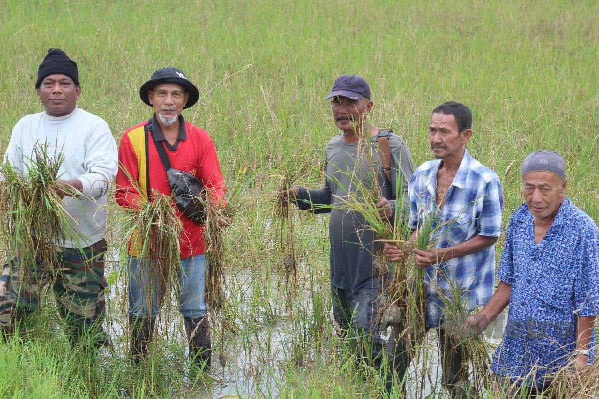  Sebahagian petani mukim Merkang dan Nara, Pasir Puteh menunjukkan padi yang rosak menyebabkan 140 petani kerugian RM1.4 juta akibat ditenggelami banjir. FOTO Nor Amalina Alias 