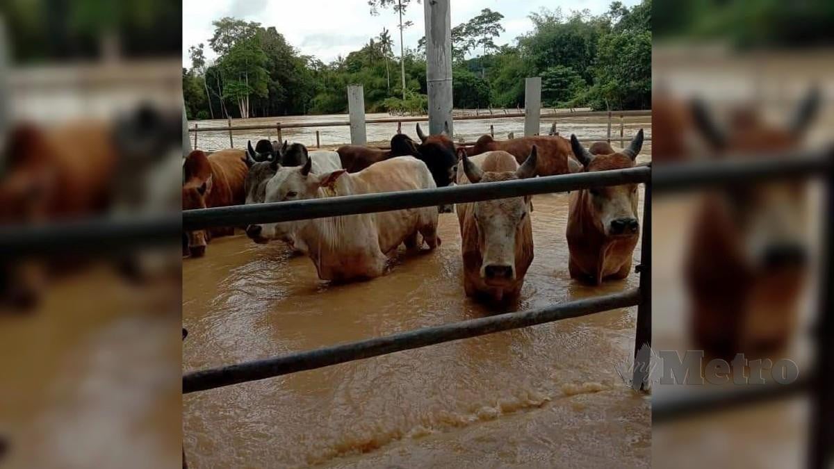 Operasi menyelamatkan 86 lembu fidlot milik seorang penternak di Kampung Lubuk Gitan, di sini, 1 Januari lalu selepas kandang lembu berkenaan dinaiki air. FOTO IHSAN JABATAN VETERINAR.
