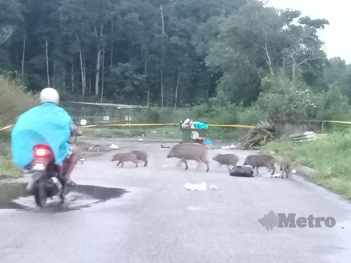 Sekumpulan babi liar berkeliaran di kawasan rumah pangsa Taman Bukit Bayas Indah, Kampung Gelong Bilal. FOTO BAHAROM BAKAR