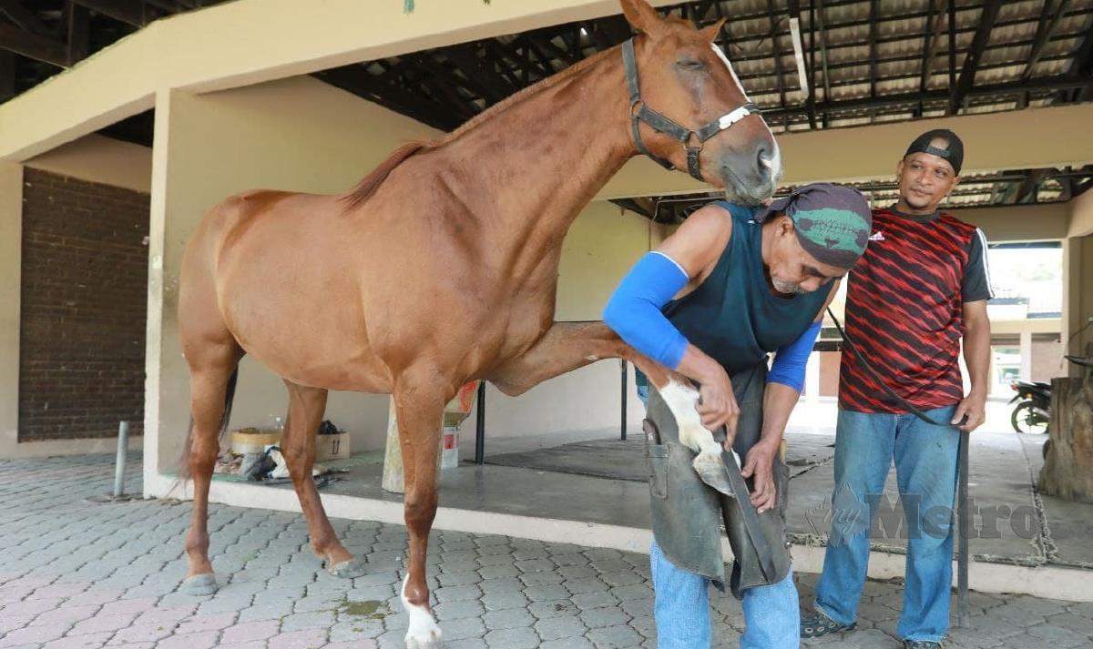 Wan Mohd Talib Wan Mohamed Salim melakukan proses memasang ladam atau kasut kuda. FOTO MOHD RAFI MAMAT