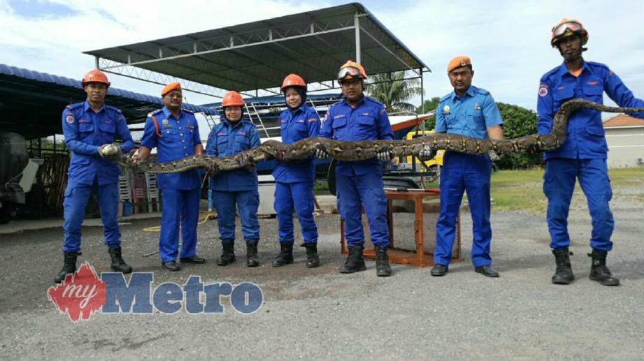 PEGAWAI APM, Kamalruzamal (dua dari kiri) bersama anggotanya menunjukkan seekor ular sawa batik seberat 50 kilogram yang ditangkap mereka. FOTO Mohd Sharumnisham Shahbudin