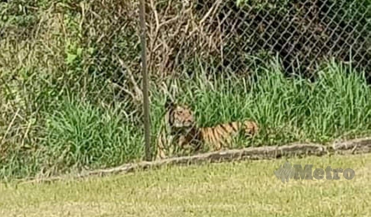 Seekor harimau dikesan berada di luar pagar asrama Sekolah Kebangsaan (SK) Balar di sini, kelmarin. FOTO Ihsan Pembaca