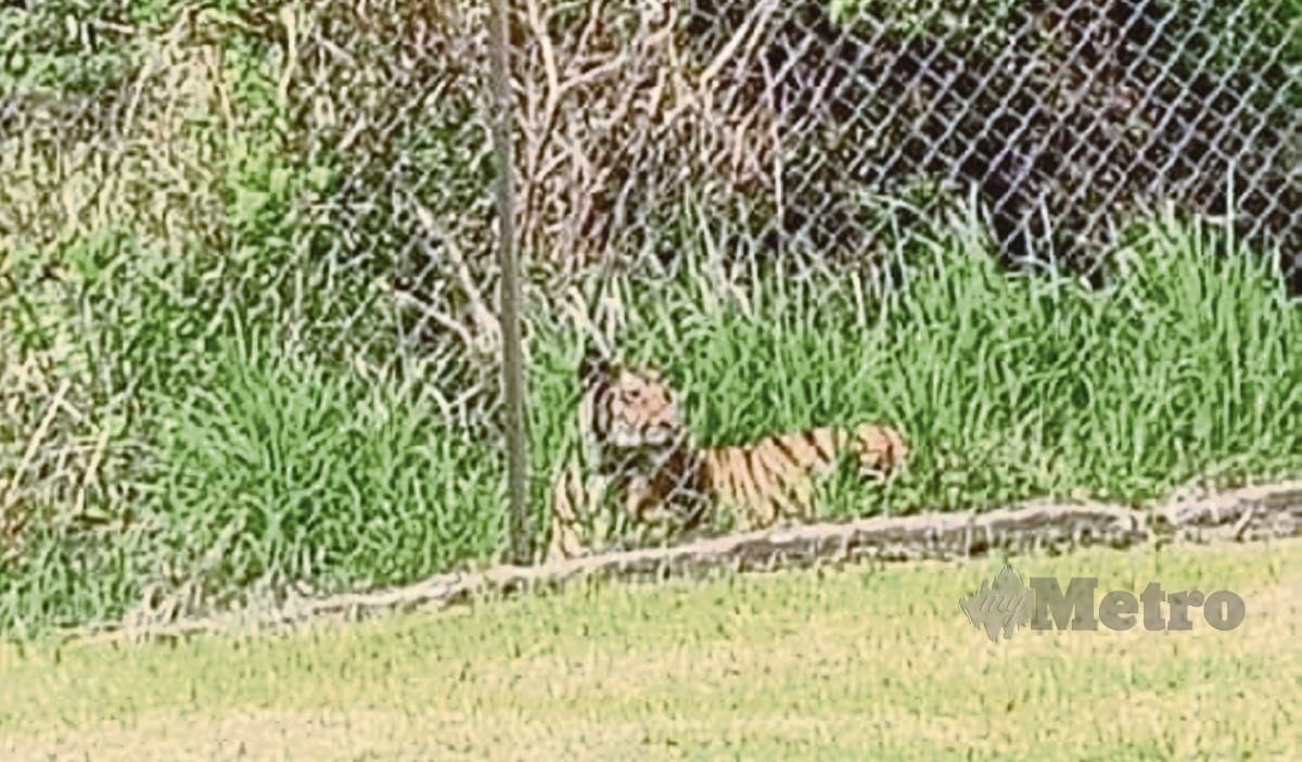 Seekor harimau dikesan berada di luar pagar asrama Sekolah Kebangsaan (SK) Balar di sini, kelmarin. FOTO Ihsan Pembaca