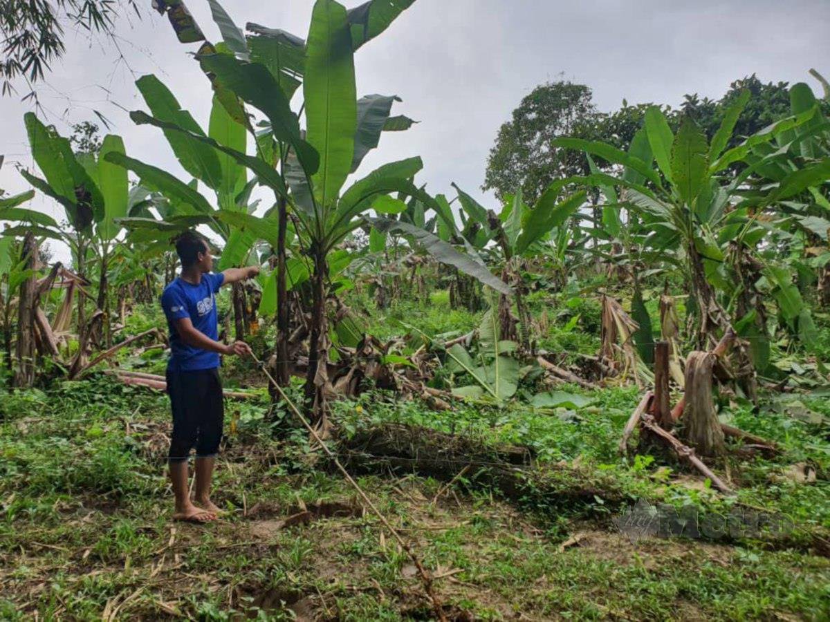 Ahmad Najmuddin menunjukkan kesan kemusnahan pokok pisang akibat serangan gajah liar berhampiran SK Sri Permai, Pos Pasik. FOTO Ihsan Penduduk 