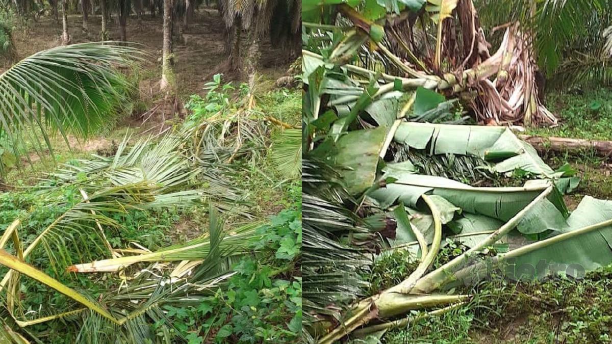 Penduduk  kampung Doja, dekat sini, kini  resah dengan kehadiran sekumpulan gajah liar  yang memusnahkan tanaman pisang, kelapa sawit dan binatang ternakan mereka sejak empat hari lalu. FOTO  ROSELAN AB MALEK