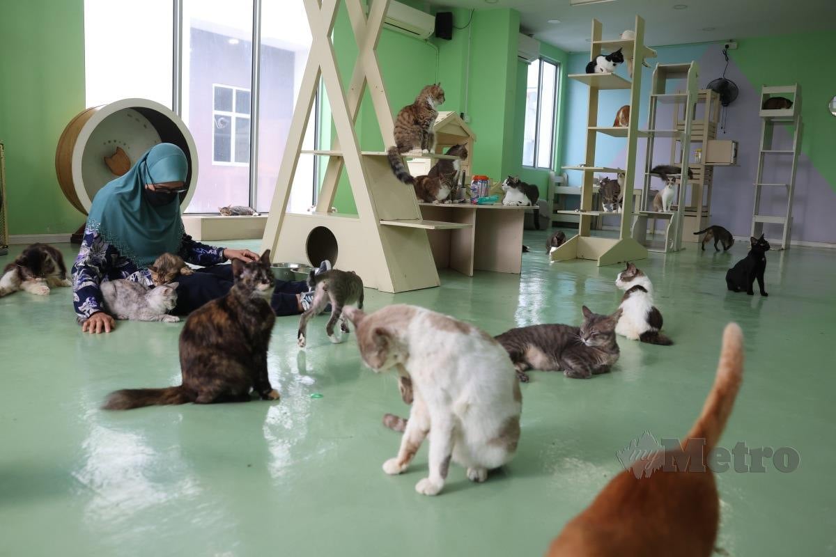 TERDAPAT 32 ekor kucing ditempatkan di Kafe Meraki Jelatek.
