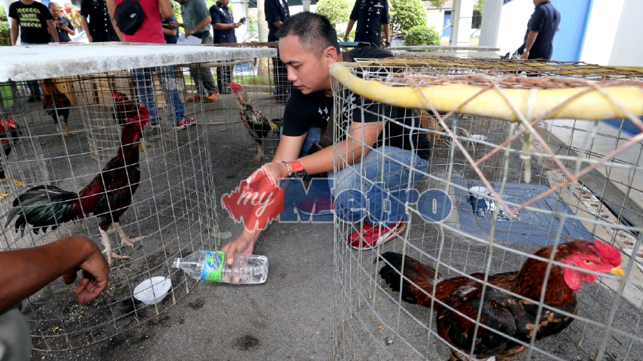 ANGGOTA polis memberi makan ayam sabung yang dirampas dalam serbuan di sebuah kampung di Jalan Pisang Nangka, Kangkar Pulai. FOTO Zain Ahmed