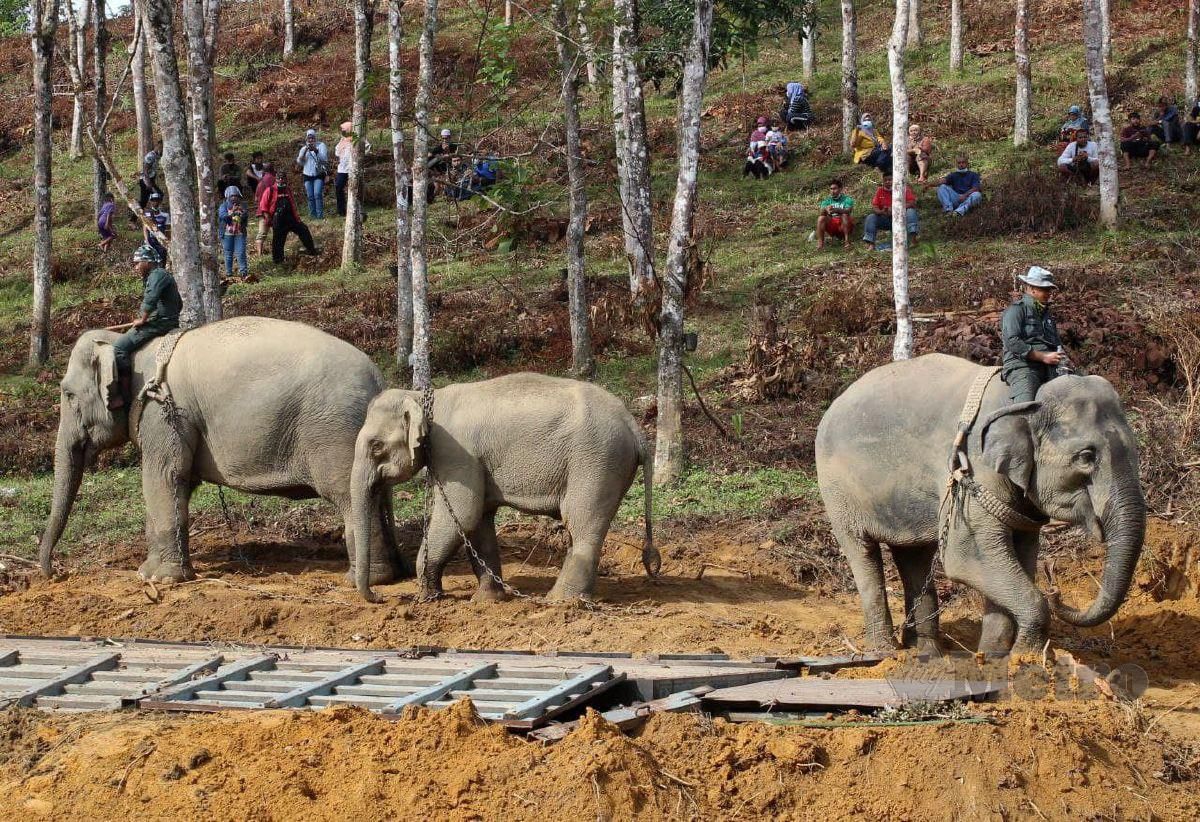 Rambai dan Abot, dua ekor gajah denak dari Pusat Konservasi Gajah Kebangsaan Lanchang, membantu Jabatan Hidupan Liar dan Taman Negara (Perhilitan) Kelantan dalam operasi pemindahan seekor gajah betina untuk menaiki lori dipindah Taman Negara ketika ditemui di Kampung Kuala Tiga. FOTO NIK ABDULLAH NIK OMAR
