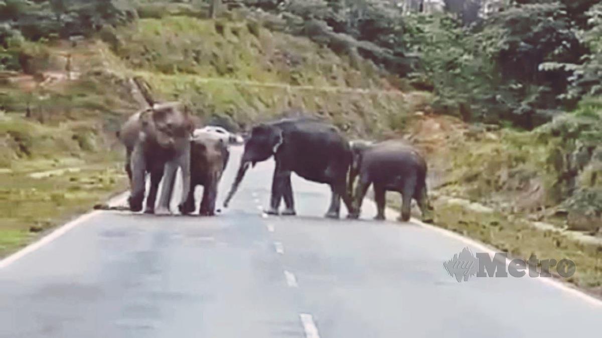 KUMPULAN gajah liar bersantai dan membuang najis atas jalan raya antara Kampung Pagike Kampung Sat di Ulu Tembeling, Jerantut. 