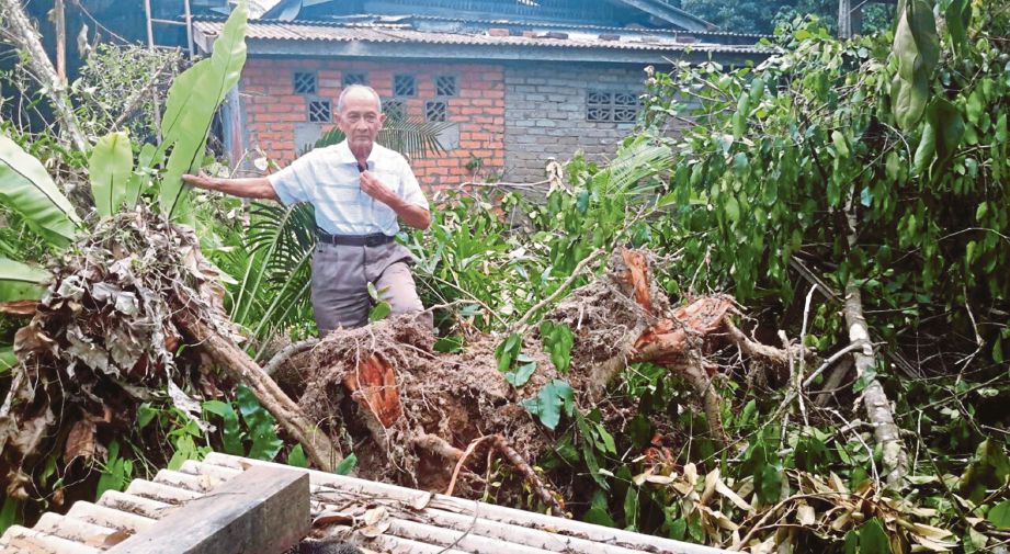RAMLI  menunjukkan pokok durian yang tumbang hampir menimpa dapur rumahnya.