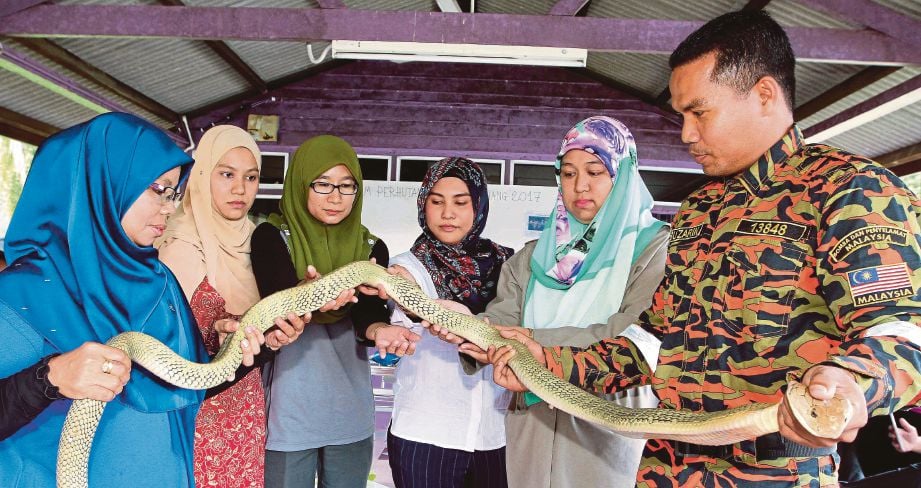  KAKITANGAN wanita JPNP membuktikan kebolehan menangkap ular pada Kursus Pengendalian Binatang Berbisa di PLPP Belimbing, semalam.