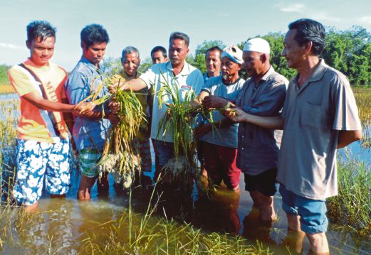PESAWAH menunjukkan sebahagian padi yang rosak akibat ditenggelami air.