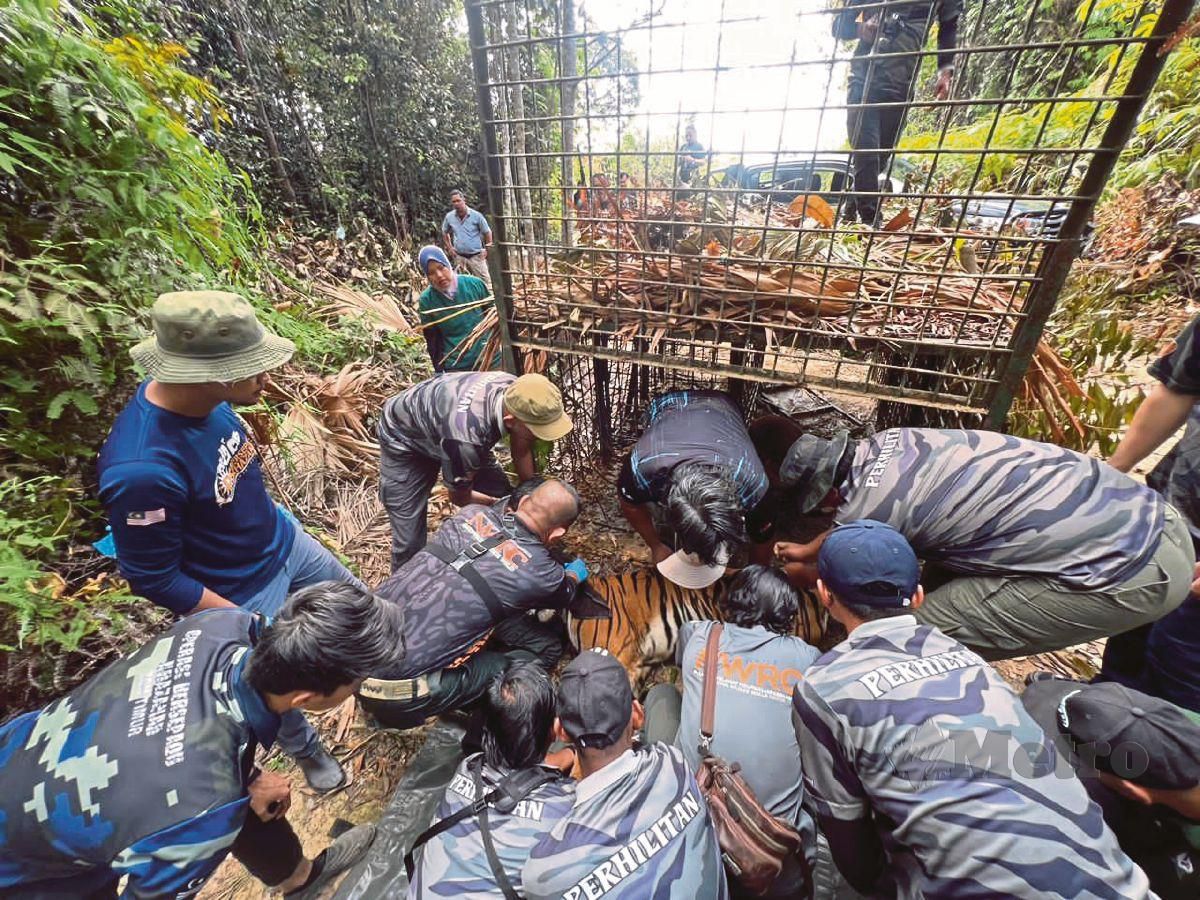 PEGAWAI Perhilitan melakukan pemeriksaan terhadap harimau betina  yang berjaya ditangkap menggunakan perangkap khas. Foto Rosli Ilham