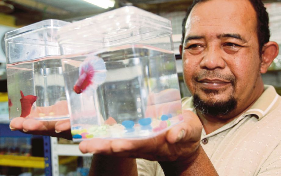 Rastam menjual ikan laga dengan harga antara RM10 dan RM30 seekor.