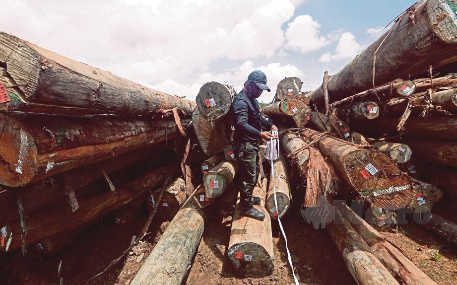 ANGGOTA Unit Pembangunan Aplikasi Sistem Jabatan Hutan Sarawak memeriksa kayu balak di  sebuah kilang kayu di Daerah Sarikei.