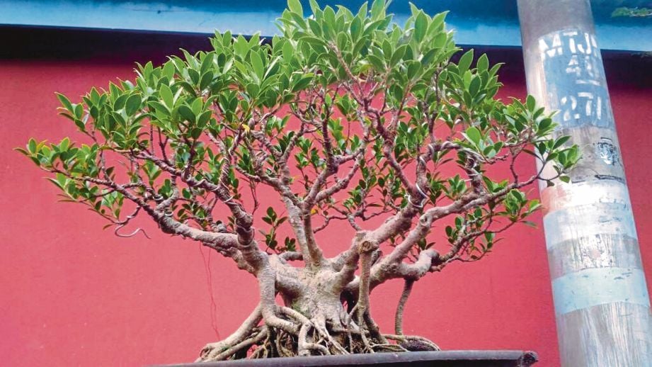ANTARA pokok bonsai yang ditanam Asrin.