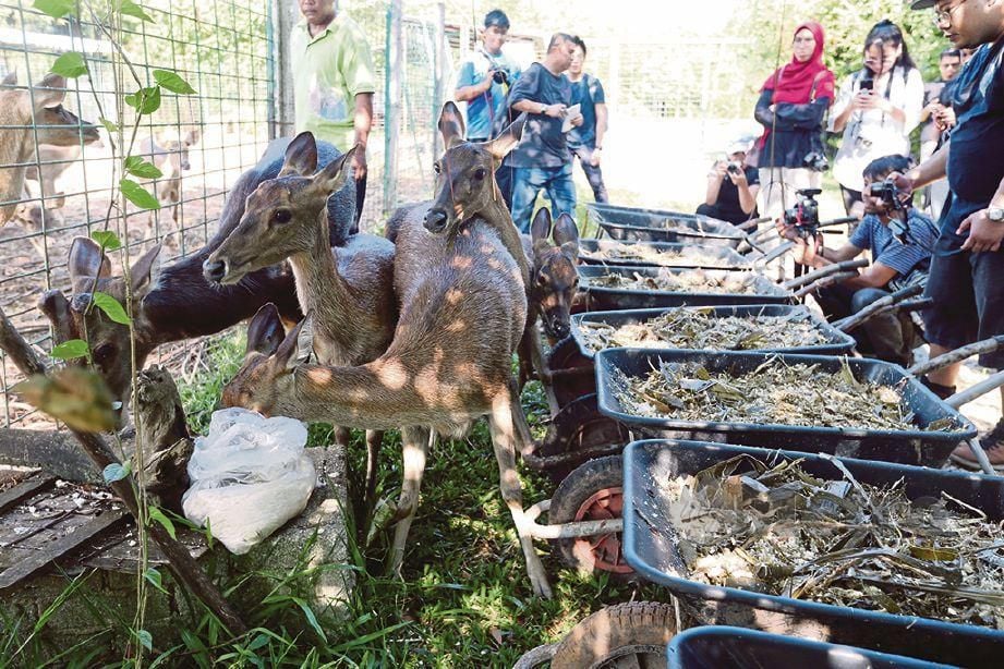 ORANG ramai dapat melihat lebih dekat rusa ternakan di ladang milik Mazlan tanpa dikenakan caj. FOTO Zunnur Al Shafiq