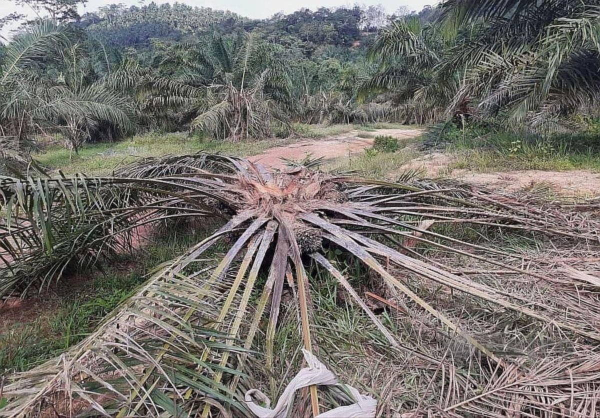 Penduduk  kampung Doja, dekat sini, kini  resah dengan kehadiran sekumpulan gajah liar  yang memusnahkan tanaman pisang dan kelapa sawit sejak dua minggu lalu. FOTO ROSELAN AB MALEK