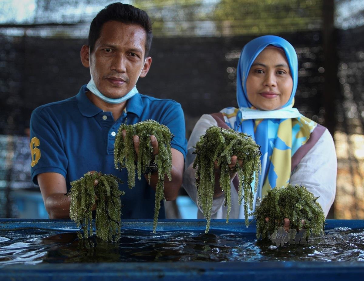 Port Dickson Kini Pengeluar Latok Anggur Laut