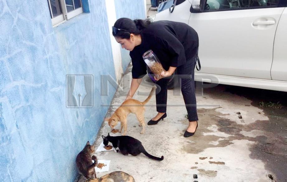 RUTIN Norizah memberi makan kucing dan anjing jalanan pada waktu pagi dan petang. FOTO NSTP