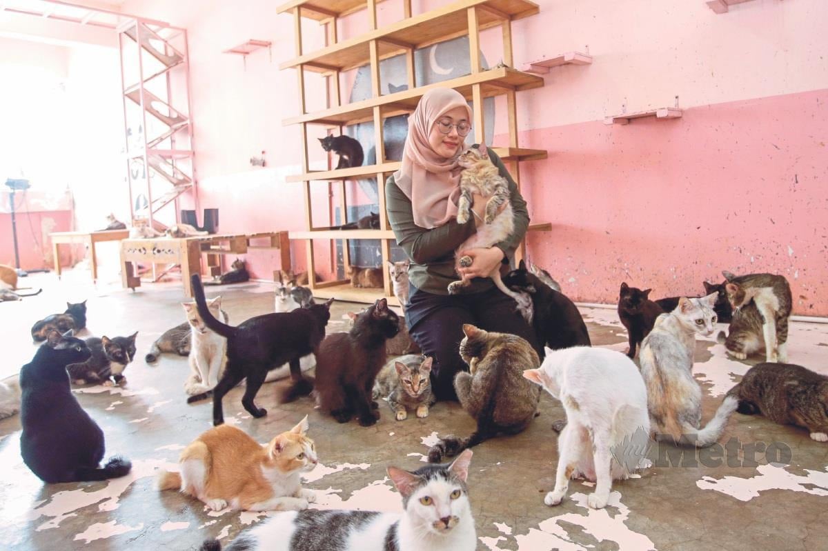 KIRA-kira 300 kucing jalanan ditempatkan di rumah perlindungan haiwan SI Shelter.