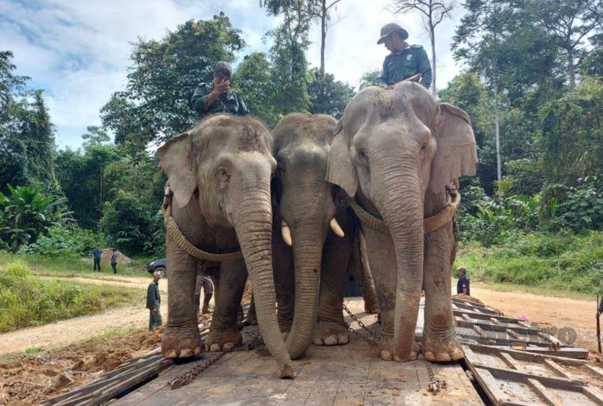 Gajah denak Kasturi dan Rambai digunakan untuk membantu memindahkan gajah jantan di Kampung Simoi Lama FOTO Ihsan PKGK