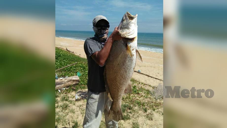 Mazly Mamat, 44, dari Kampung Bukit Gasing menunjukkan ikan ibu gelama seberat 18 kilogram yang dipancingnya di Pantai Rhu Muda. FOTO Ihsan Mazly Mamat