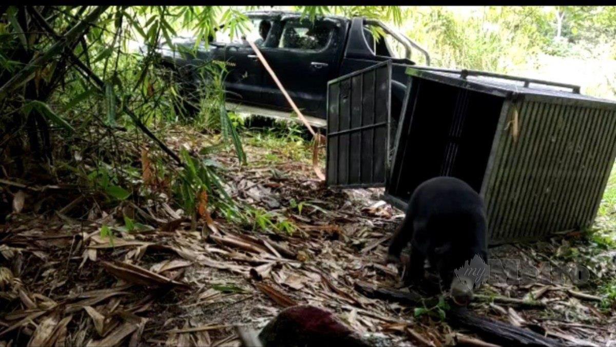 Beruang matahari yang ditangkap selepas tersesat di Yan dan menggigit tangan anggota Bomba pada 2 Februari lalu akhirnya dilepaskan ke habitat asal. FOTO Ihsan Pusat Menyelamat Hidupan Liar Negara Sungkai.