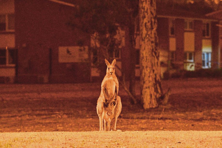 GAMBAR yang diambil pada 31 Disember 2019 menyaksikan seekor kanggaroo cuba menyelamatkan diri berhampiran kawasan kediaman di bandar Nowra, New South Wales.