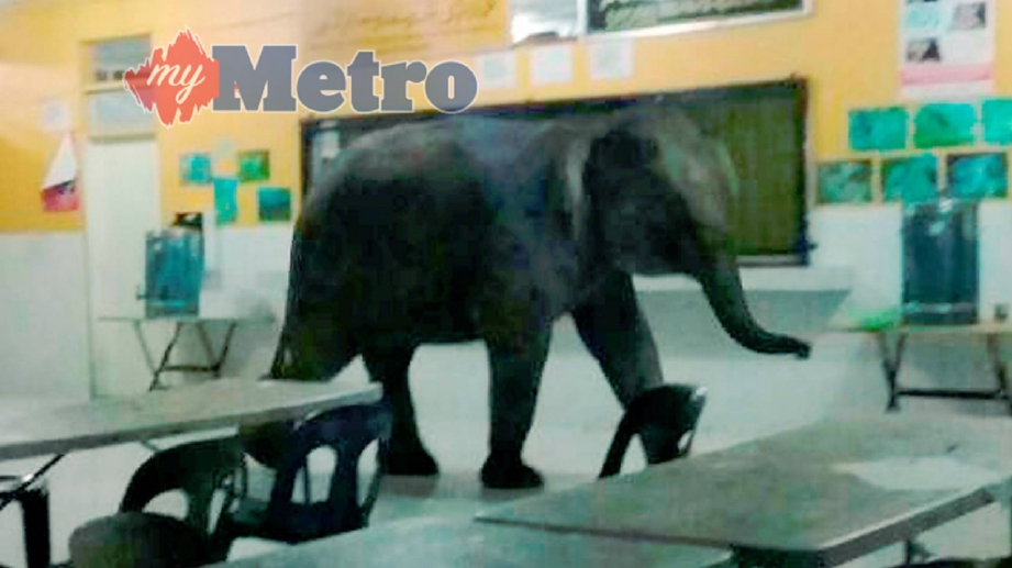 SEEKOR gajah liar masuk dalam kantin asrama Sekolah Menengah Kebangsaan (SMK) Telupid, kira-kira 6 pagi tadi. FOTO Ihsan pembaca