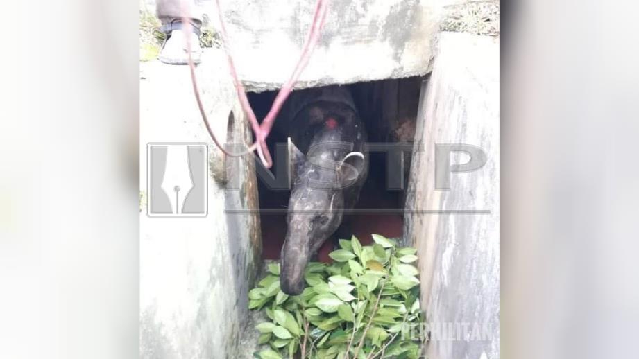 SEEKOR tapir terperangkap di dalam longkang yang sempit di Jalan Aggerik Eria, Kota Kemuning. FOTO Ihsan PERHILITAN