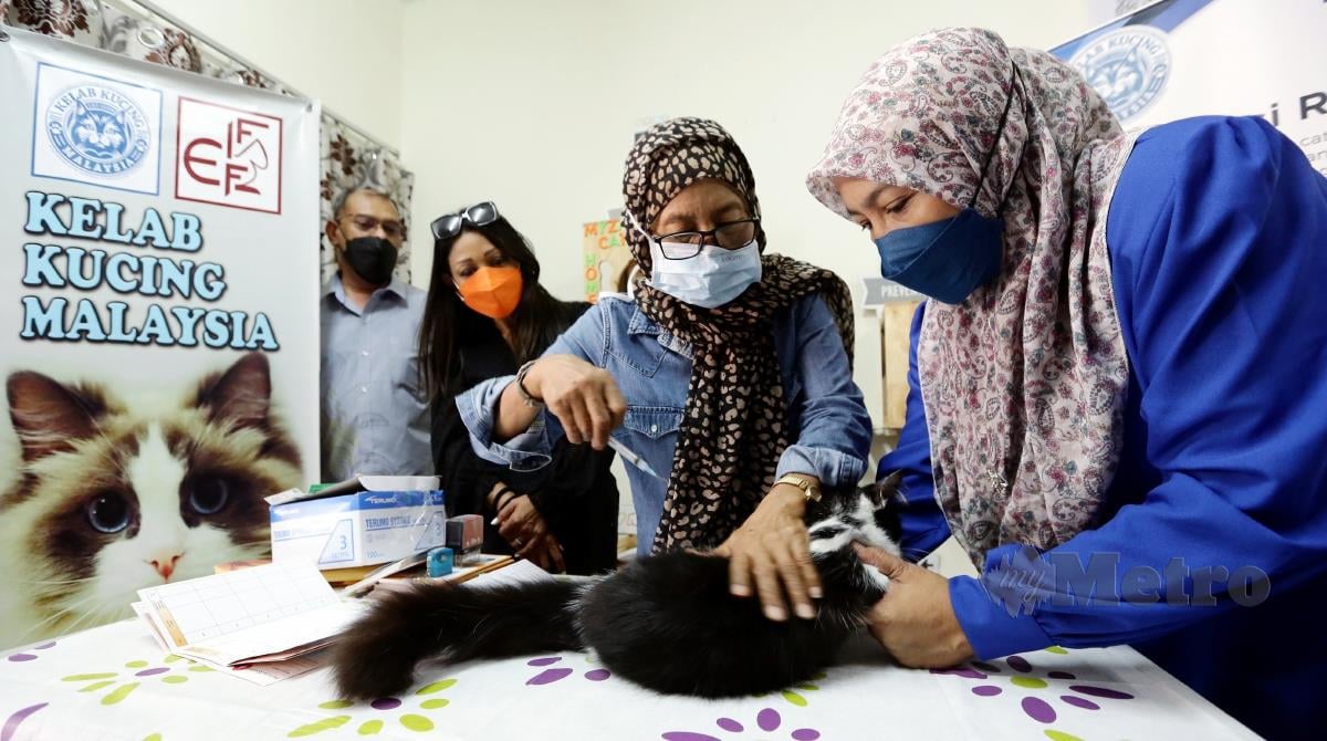 Ahzila Muhamad Ibrahim (kanan) memegang kucing yang dipelihara untuk disuntik vaksin ketika Kempen Kesedaran dan Pemilikan Kucing anjuran Kelab Kucing Malaysia bersama Jabatan Veterinar di Cheras. FOTO MOHD FADLI HAMZAH