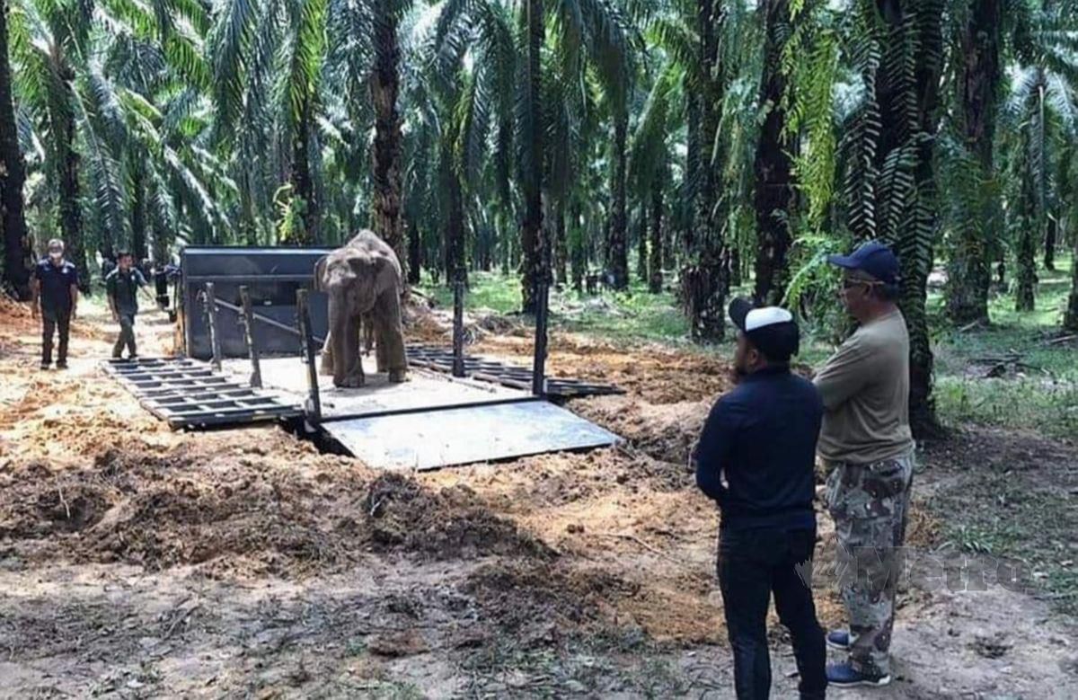 Pengerusi Gajah Liar Pahang, Datuk Nazri Ngah ( dua kiri) sedang melihat operasi menangkap gajah liar di Uu Retang baru baru ini.  FOTO ROSELAN AB MALEK.