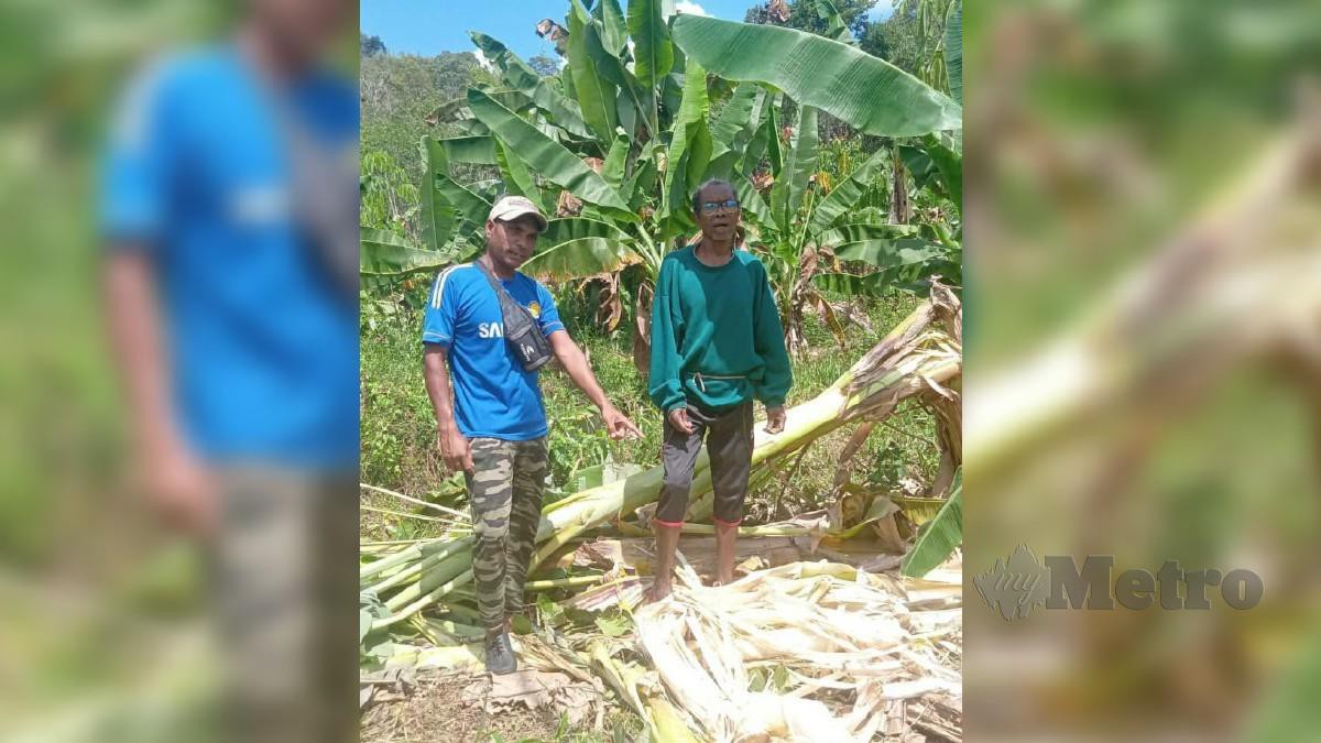 Penduduk Orang Asli Kampung Aring 5 tunjuk pokok pisang diusahakan mereka diserang sekumpulan empat gajah liar awal pagi ini. FOTO RAMLI IBRAHIM