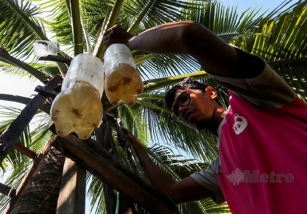  Ahmad Baihaqi Muhammad Asri, 30, mengambil air manisan nira yang terkumpul dalam bekas plastik yang diikat pada mayang pokok kelapa ketika tinjauan di Kampung Terbok, di sini, FOTO Nik Abdullah
