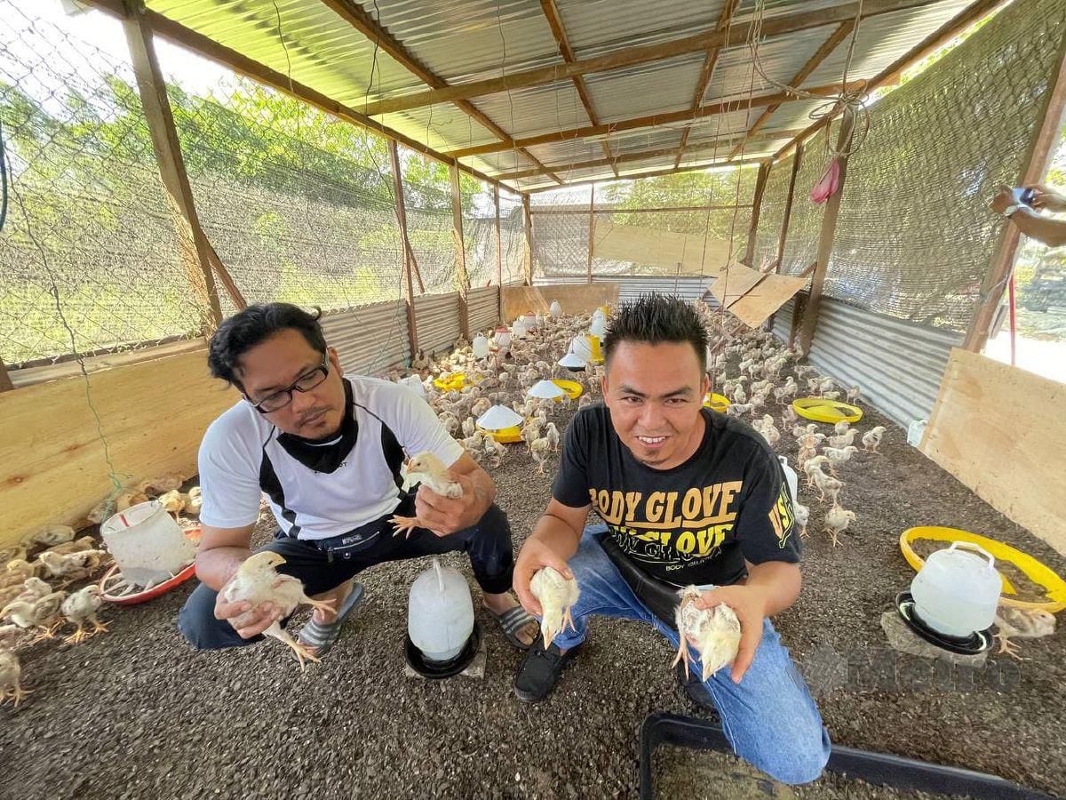 Mohd Tarmizi Abd Wahab, 35 (kanan),dari Kampuang Banggol, Kuala Ibai dan rakan ternaknya, Mohammad Rezuan Omar,39, menunjukkan anak ayam kampung organik yang diternaknya. FOTO AHMAD RABIUL ZULKIFLI