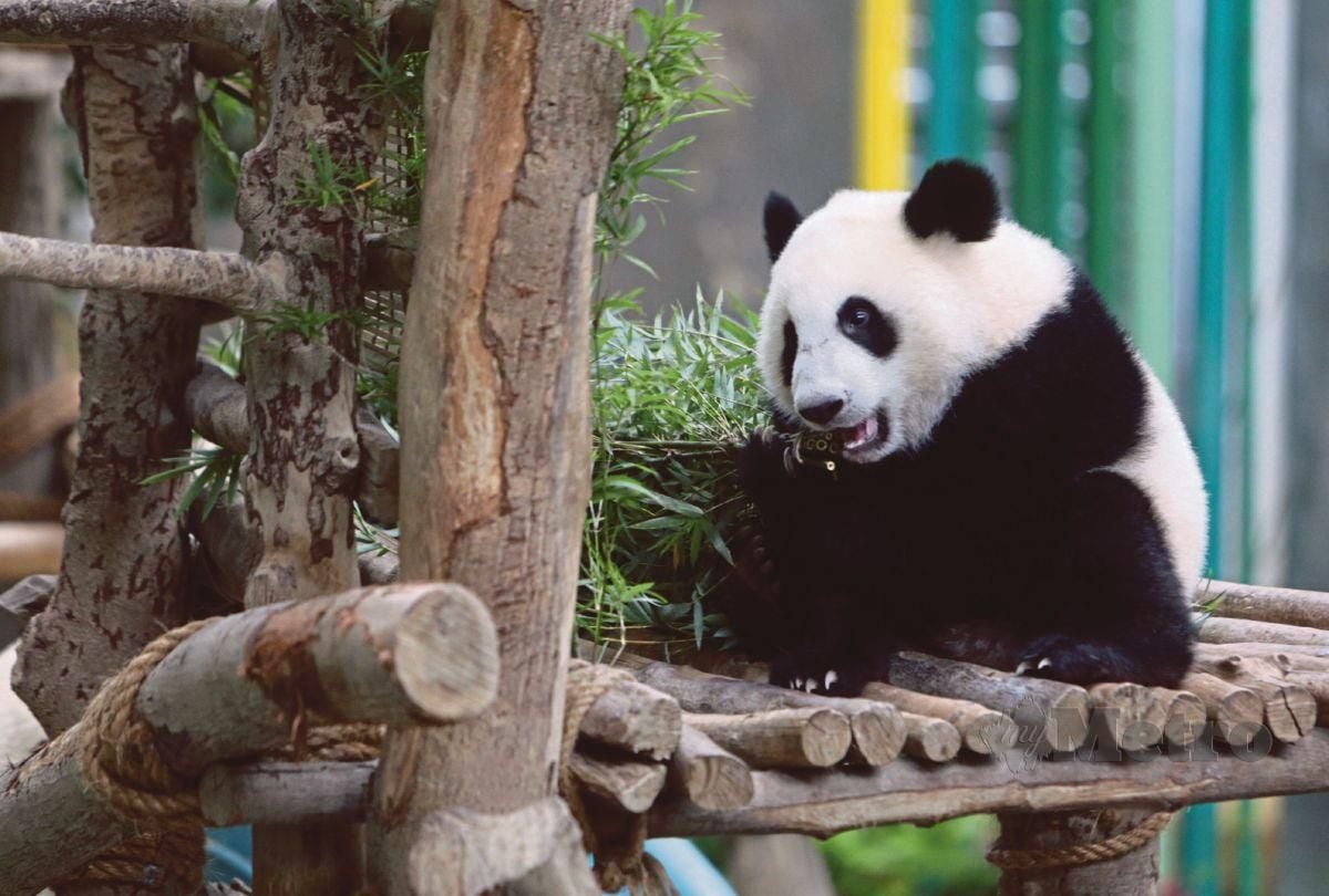 Anak panda yang diberi nama Sheng Yi. FOTO ARKIB NSTP