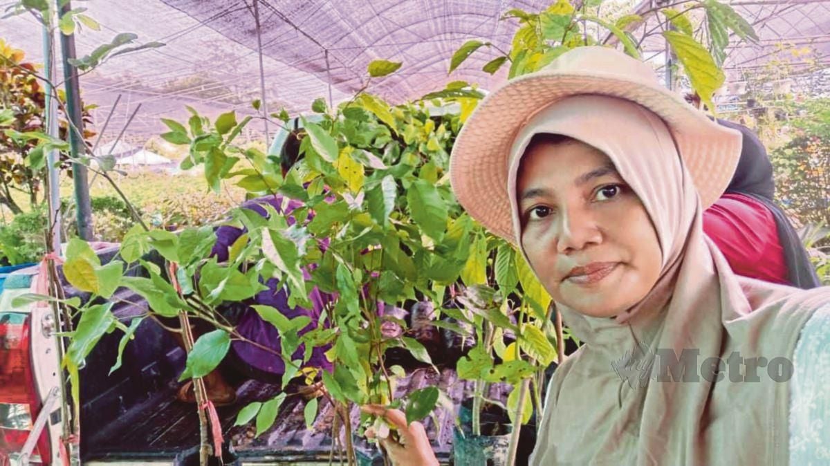 CIK Noriah menunjukkan pokok yang dijual di Nurseri KA Kajang di Tanah Merah, Kelantan.