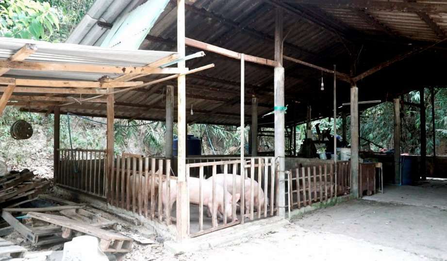 KANDANG  babi yang dijadikan tempat penyimpanan rokok seludup. 