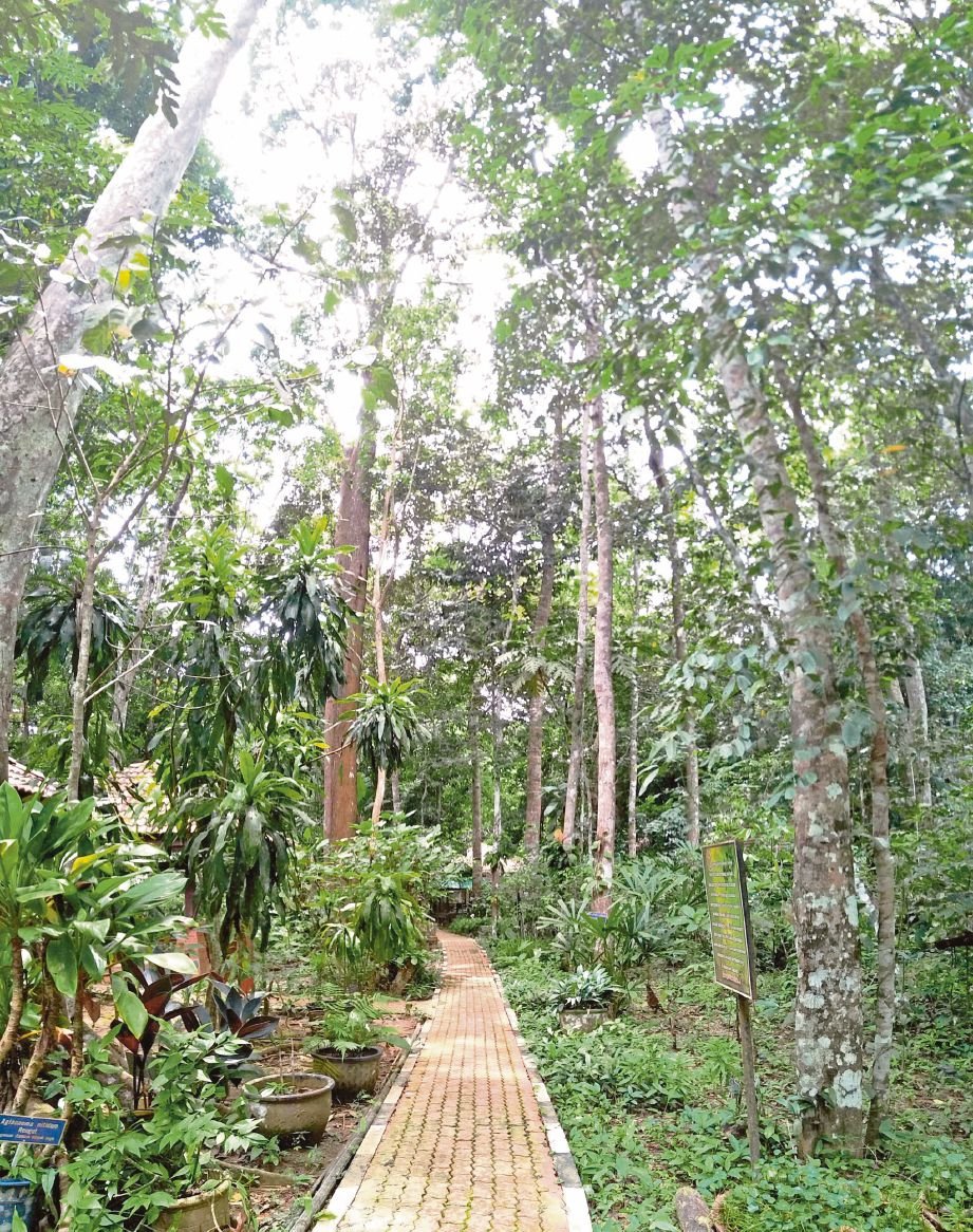  RIMBA Herba Perlis di Sungai Batu Pahat, Kangar dibuka pada 1999.