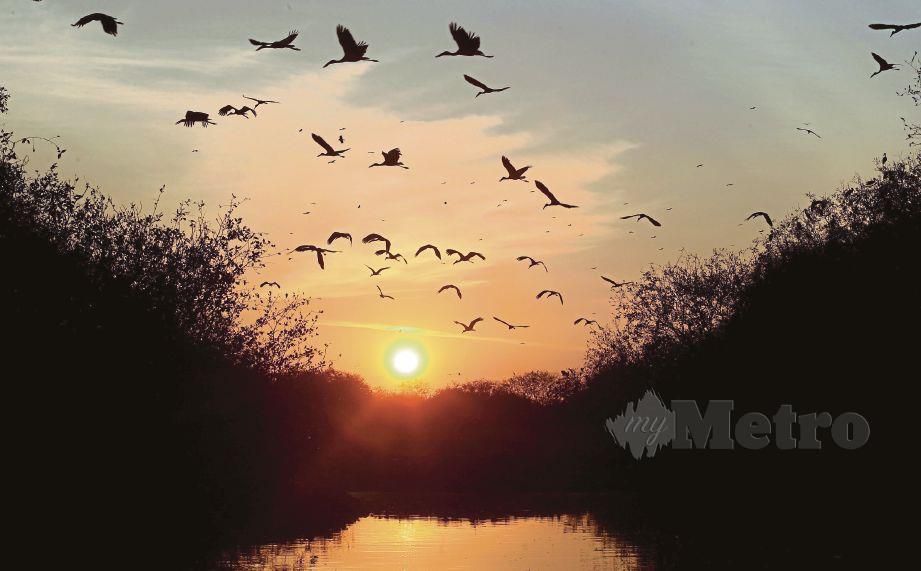 PULAU Bangau lokasi persinggahan unik burung bangau di Sungai Perak. FOTO Efendy Rashid