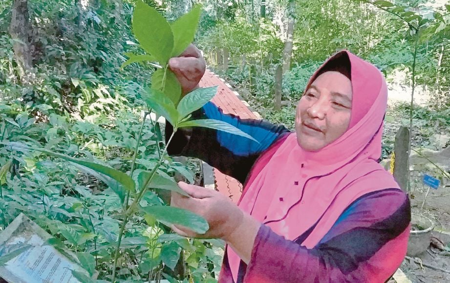  CHE Ramadiah menunjukkan daun herba  gadis lompat yang boleh dimakan mentah bagi mengubati demam panas.  