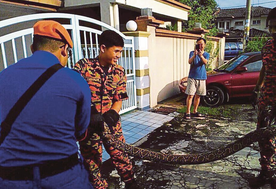 ANGGOTA bomba dan APM mengeluarkan ular sawa di dalam enjin kereta di Taman Pandan Indah, kelmarin. 