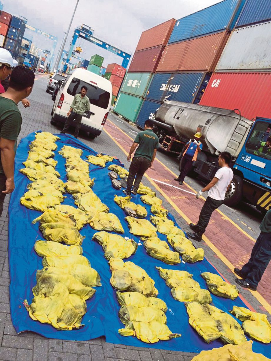 ANGGOTA Perhilitan merampas kura-kura hitam yang diseludup di dalam kontena ketika operasi di Pelabuhan Klang tahun lalu. 