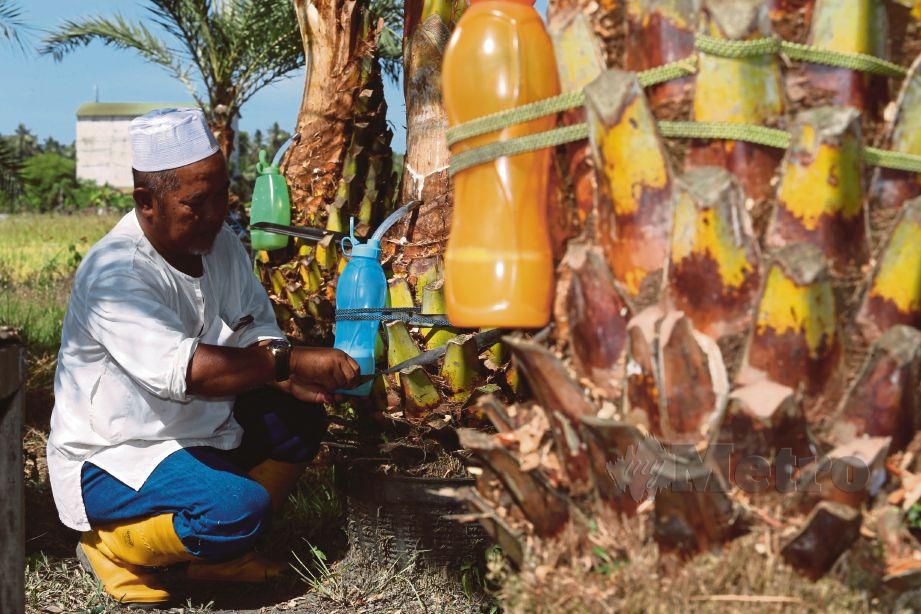  MOHD Zain mengusahakan nira daripada pokok kurma di Kampung Teras, Binjai. 