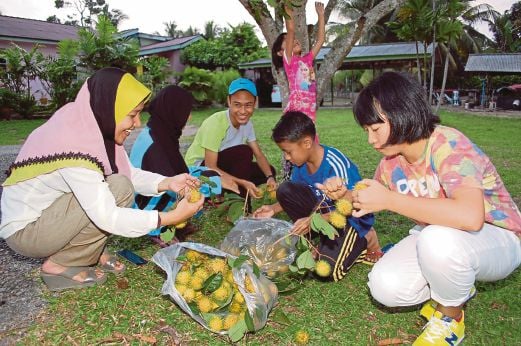 Minori  (kanan) memetik buah rambutan bersama ibu angkatnya di Kampung Londang.