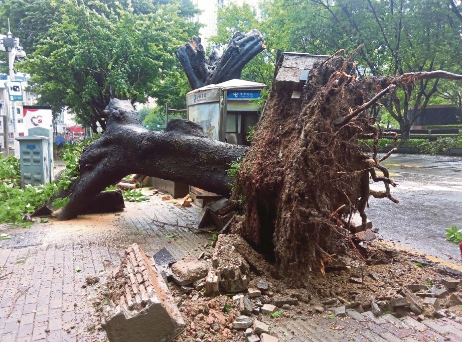 SEBUAH pokok tumbang di Shenzhen, di wilayah Guandong, selatan China selepas Taufan Nida membadai kawasan itu, semalam.   - AFP