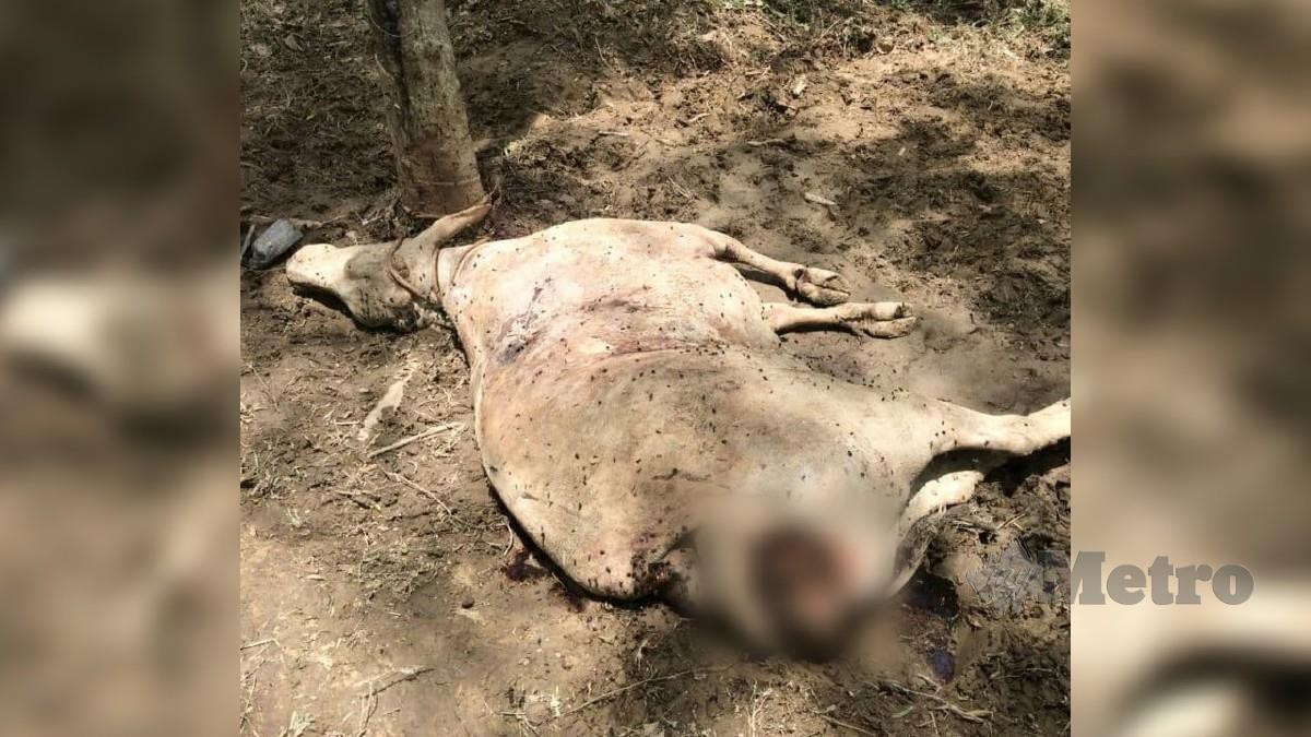 Seekor daripada dua lembu yang mati dipijak gajah liar dalam kebun seorang penternak dekat Kampung Subong,  malam Khamis lalu. FOTO RAMLI IBRAHIM